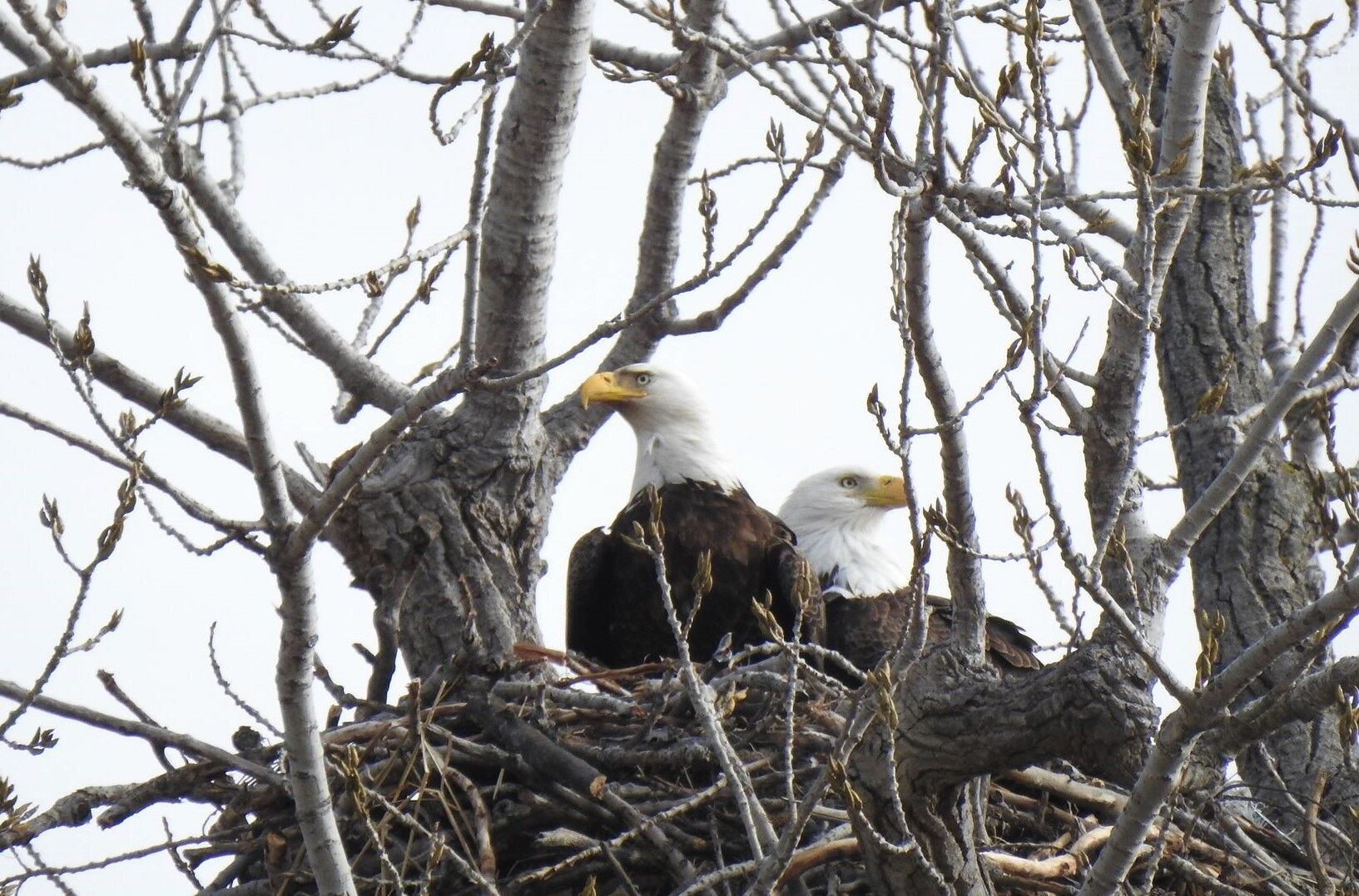 The Rader Nest